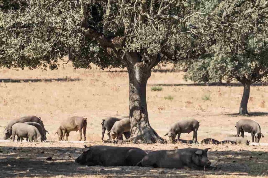 lamontaneracerdosibericos